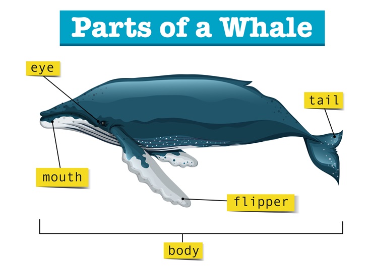 bluewhaleappearence